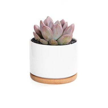 Seramik Pot sukulan